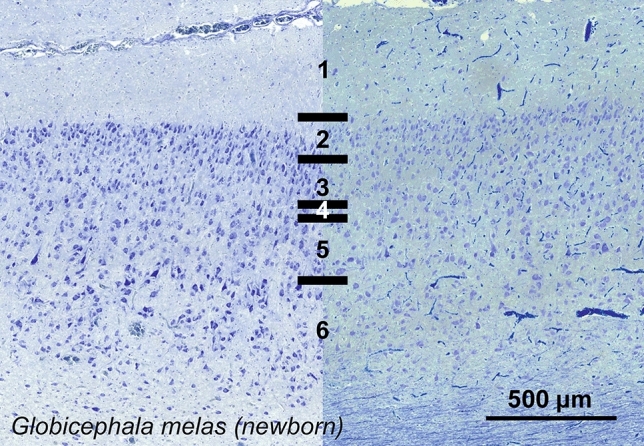 Fig. 21