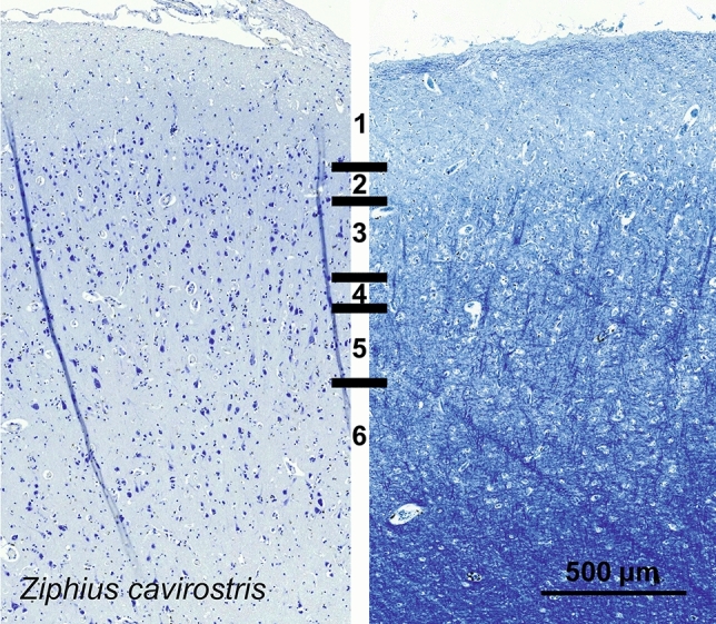 Fig. 23