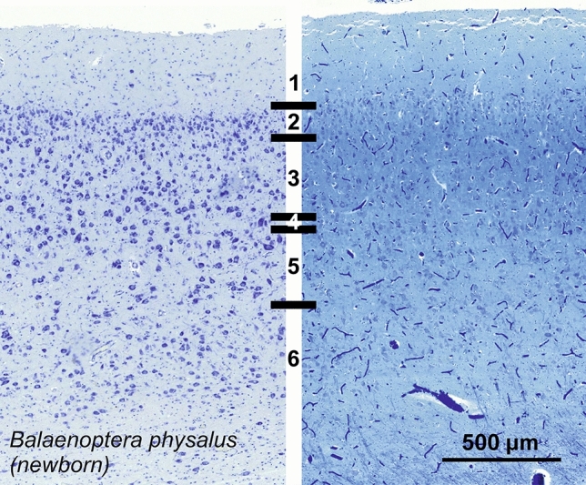 Fig. 27