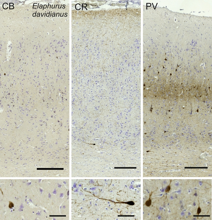 Fig. 12