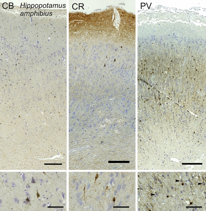 Fig. 16