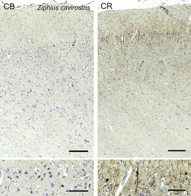 Fig. 24