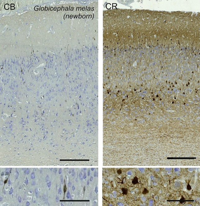 Fig. 22