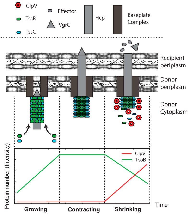 FIG 1