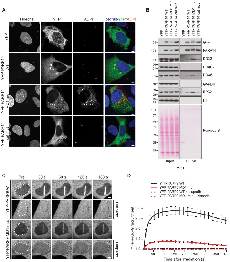 Fig. 8.