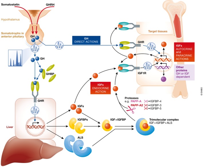 One level up: abnormal proteolytic regulation of IGF activity plays a ...