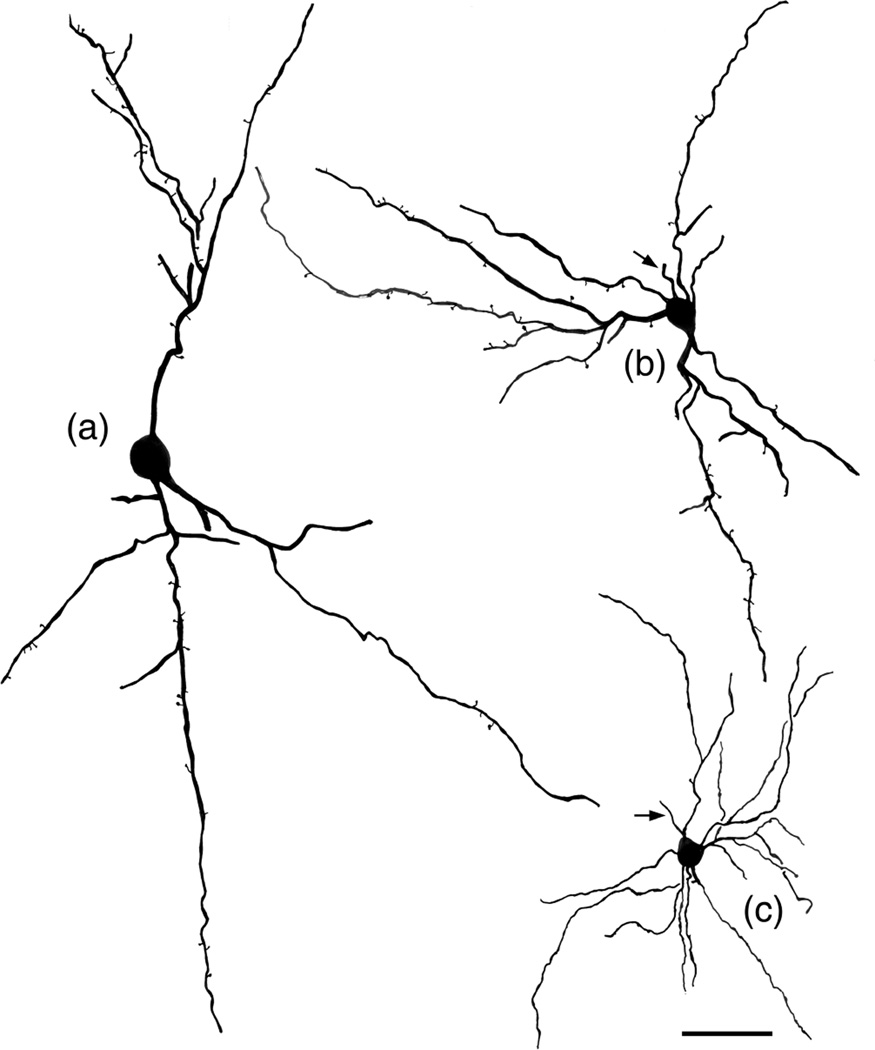 FIGURE 3