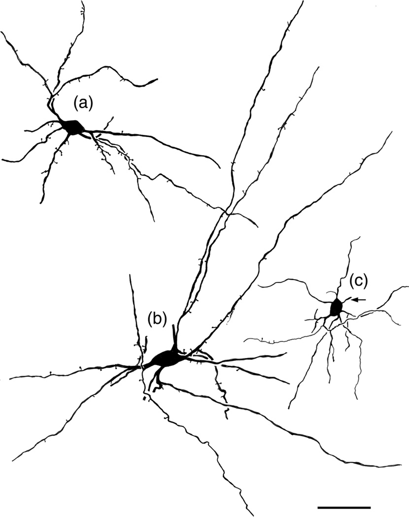 FIGURE 4