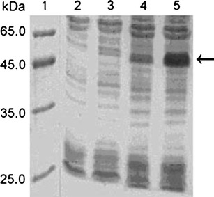 Fig. 2