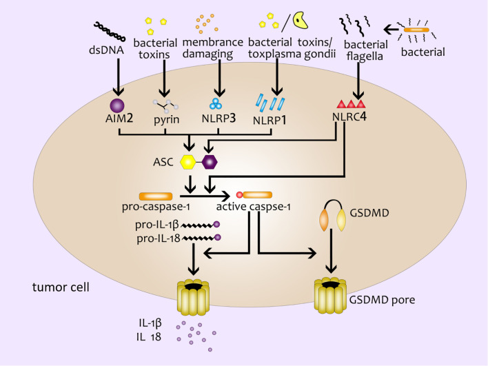 Figure 1