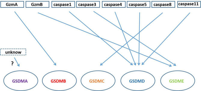 Figure 4