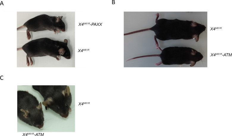 Figure 3—figure supplement 1.