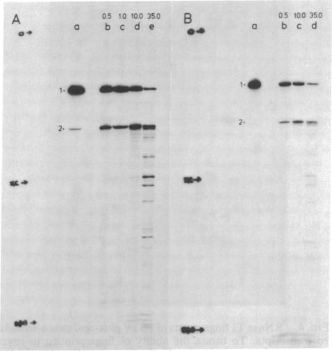 graphic file with name pnas00302-0368-a.jpg