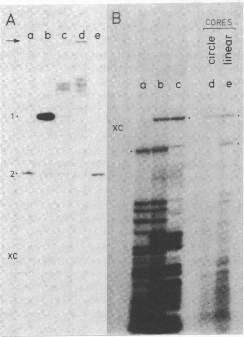 graphic file with name pnas00302-0370-a.jpg