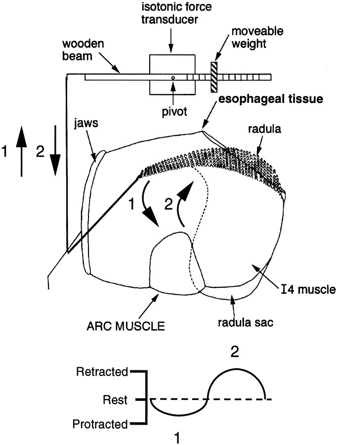 Fig. 1.