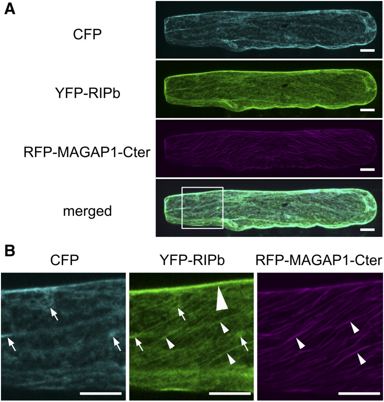 Figure 2.