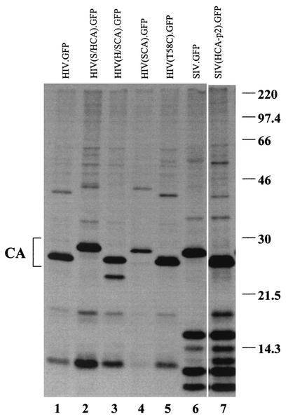 FIG. 2.