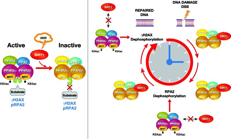 Graphical Abstract