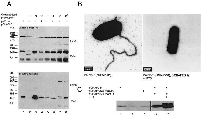 FIG. 9.