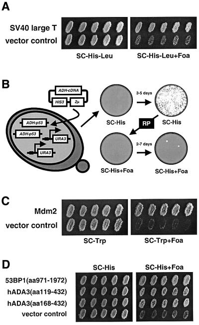 graphic file with name cde616f1.jpg