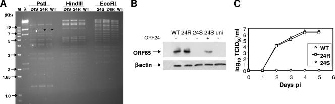 FIG. 1.