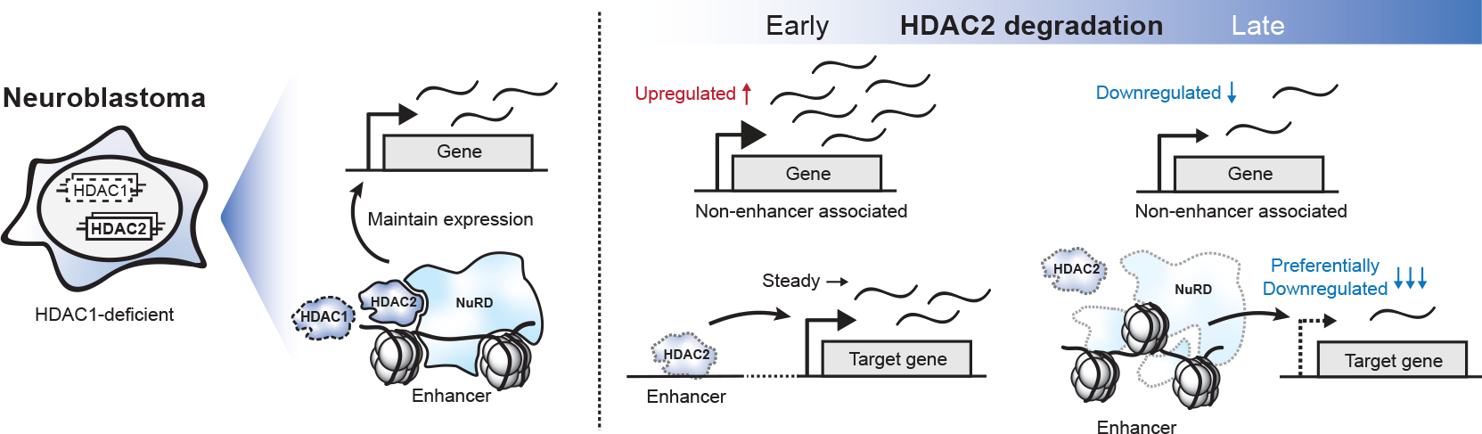 Figure 7: