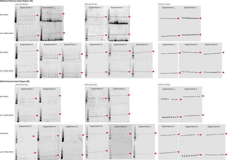 Figure 2—figure supplement 1.