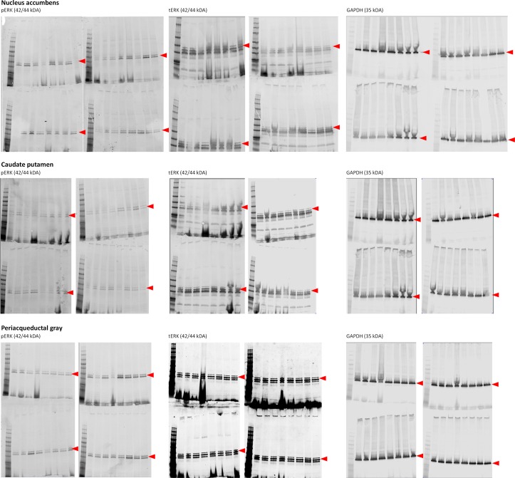 Figure 3—figure supplement 3.