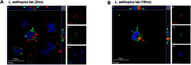 Fig. 2