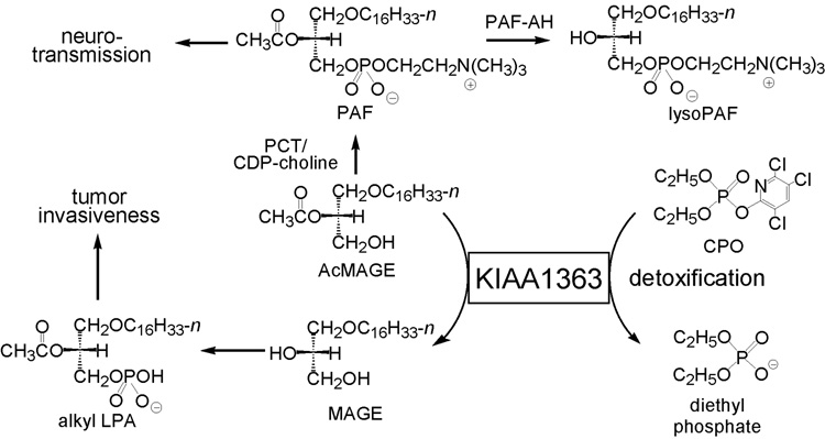 Fig. 6