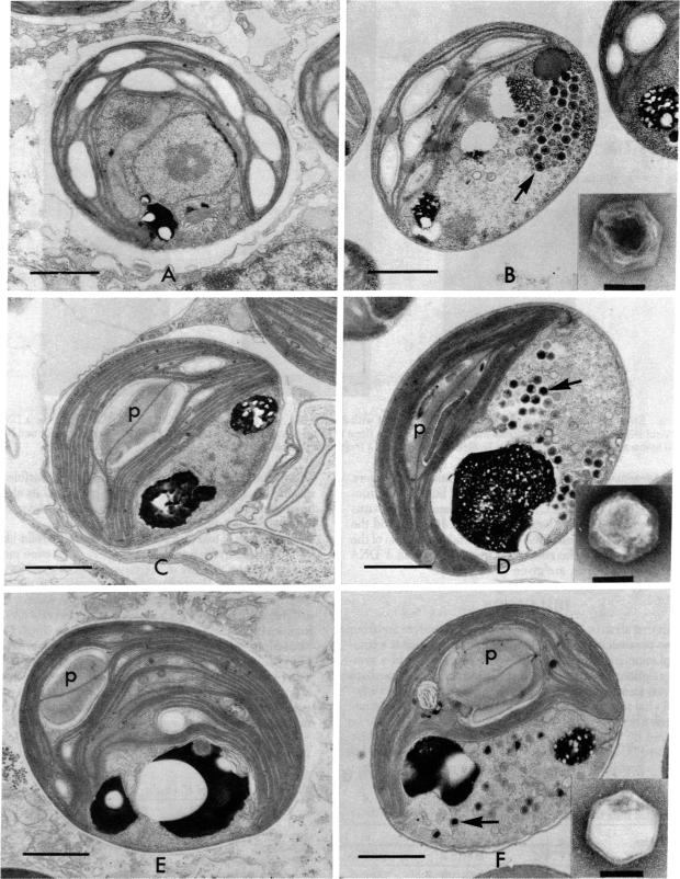 graphic file with name pnas00451-0199-a.jpg