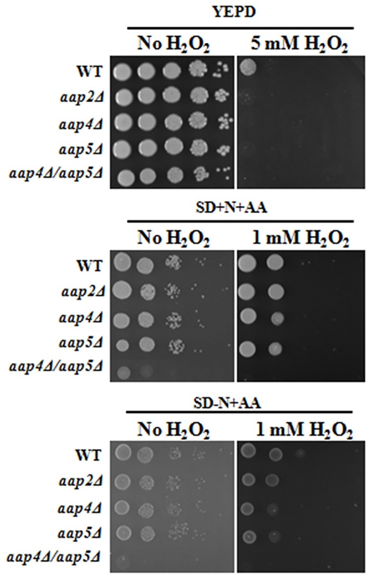 Fig 6