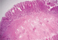 Fig 3.