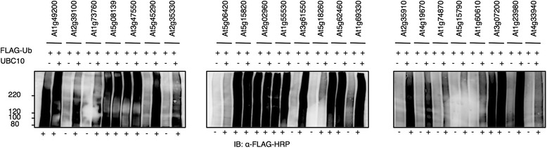 Fig. 5