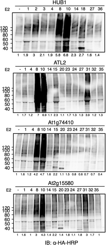 Fig. 6