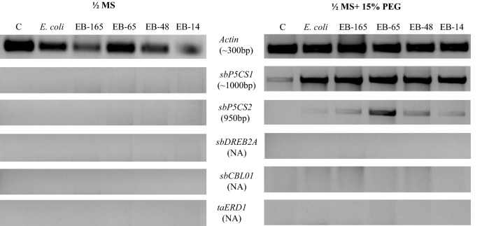 Fig. 4