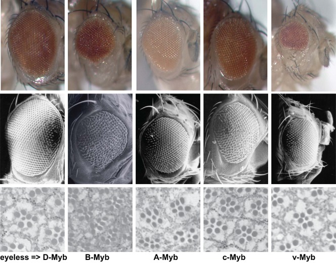 Fig. 3.