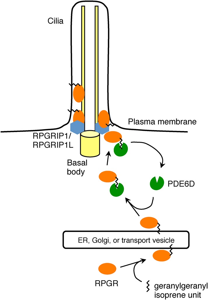 Fig. 5.