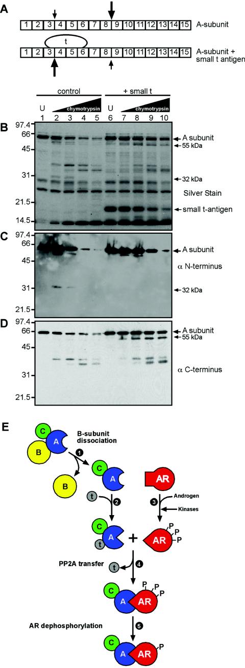 FIG.8.