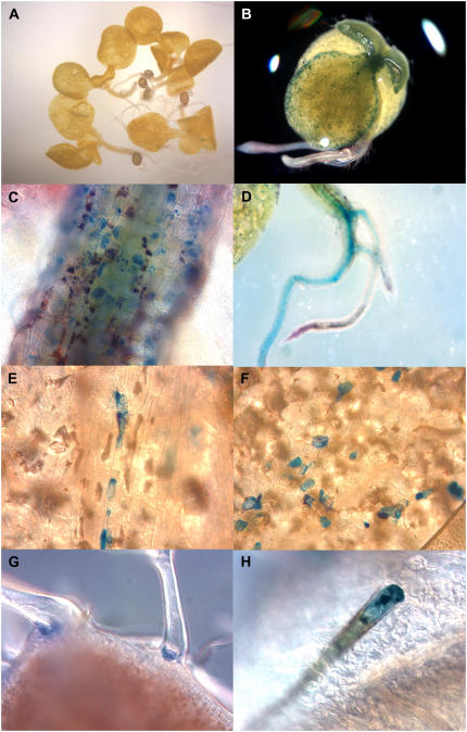 Figure 7.