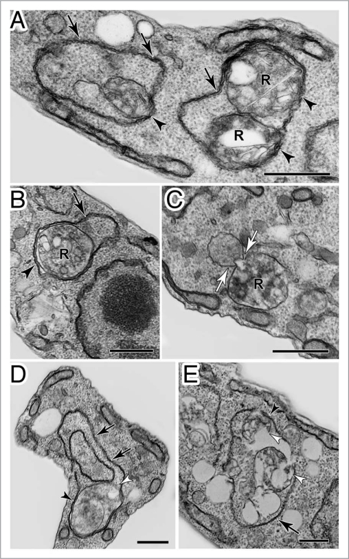 Figure 9