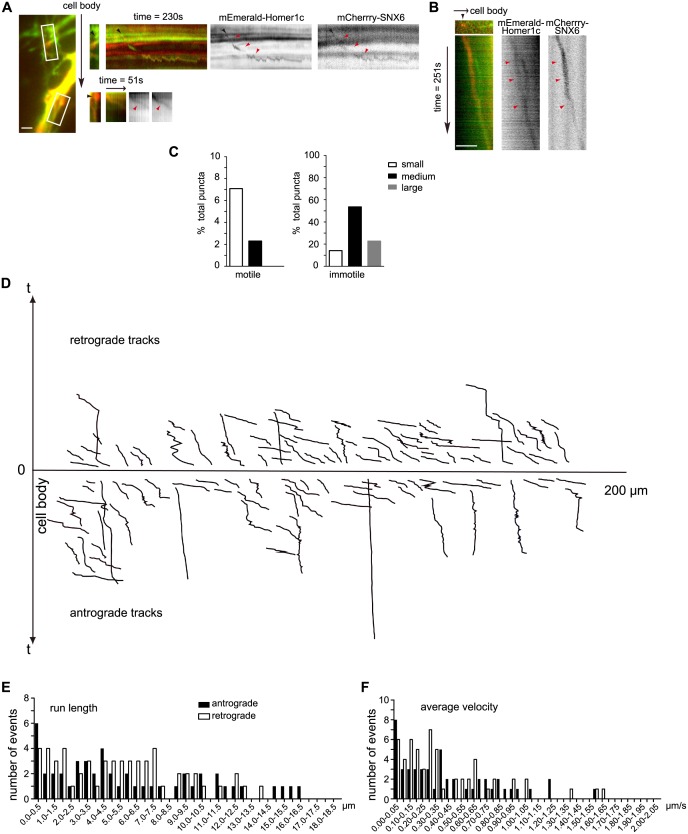 Figure 6—figure supplement 2.