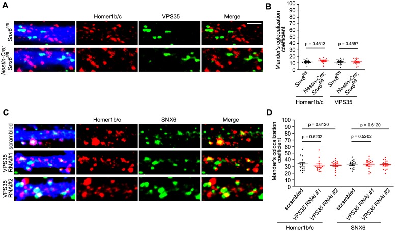 Figure 10—figure supplement 2.