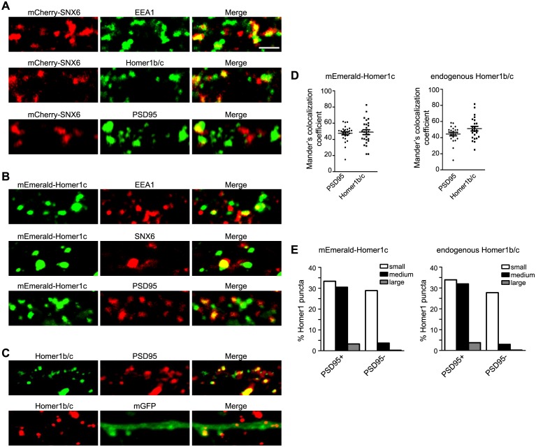 Figure 6—figure supplement 1.