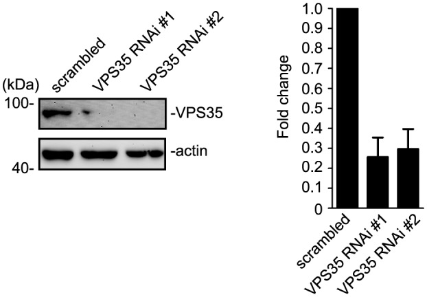 Figure 10—figure supplement 1.