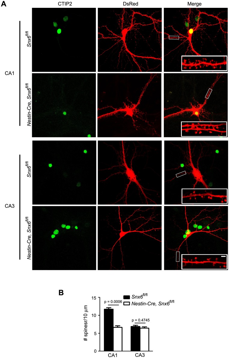 Figure 5—figure supplement 2.