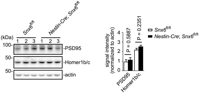 Figure 5—figure supplement 1.