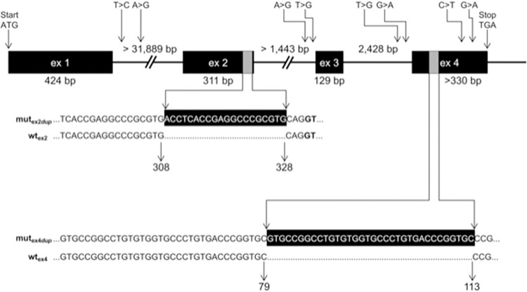 Fig 4