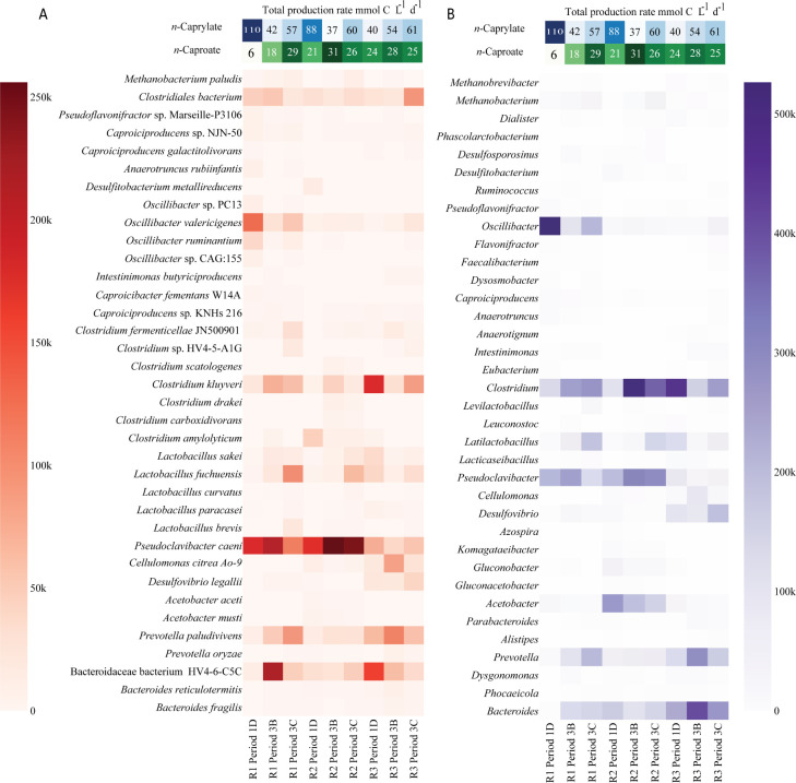 Heatmaps show the number of reads aligned to each taxon across reactors and periods for species (red) and genera (purple). Color intensity on top indicates production levels, with green for n-caproate and blue for n-caprylate, highlighting variations.