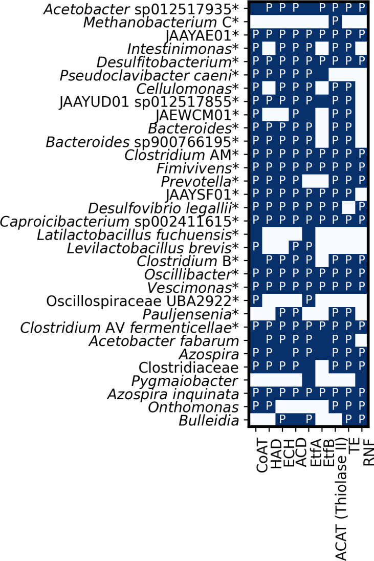 Chart shows the presence of specific enzymes in various microbes, including Acetobacter, Methanobacterium, and others. Enzymes labeled at the bottom include CoAT, HAD, ECH, ETF, ACAT (Thiolase II), TTE, RNF, with P indicating presence in metaproteome.